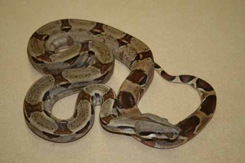 Boa Constrictor